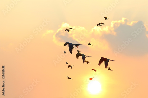 Parrots flying in the sky at sunset.