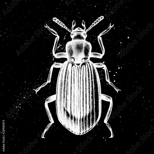Hand drawn Darkling beetle vector illustration. Mystic entomological illustration. Vintage high detailed insects drawing on artistic black background.