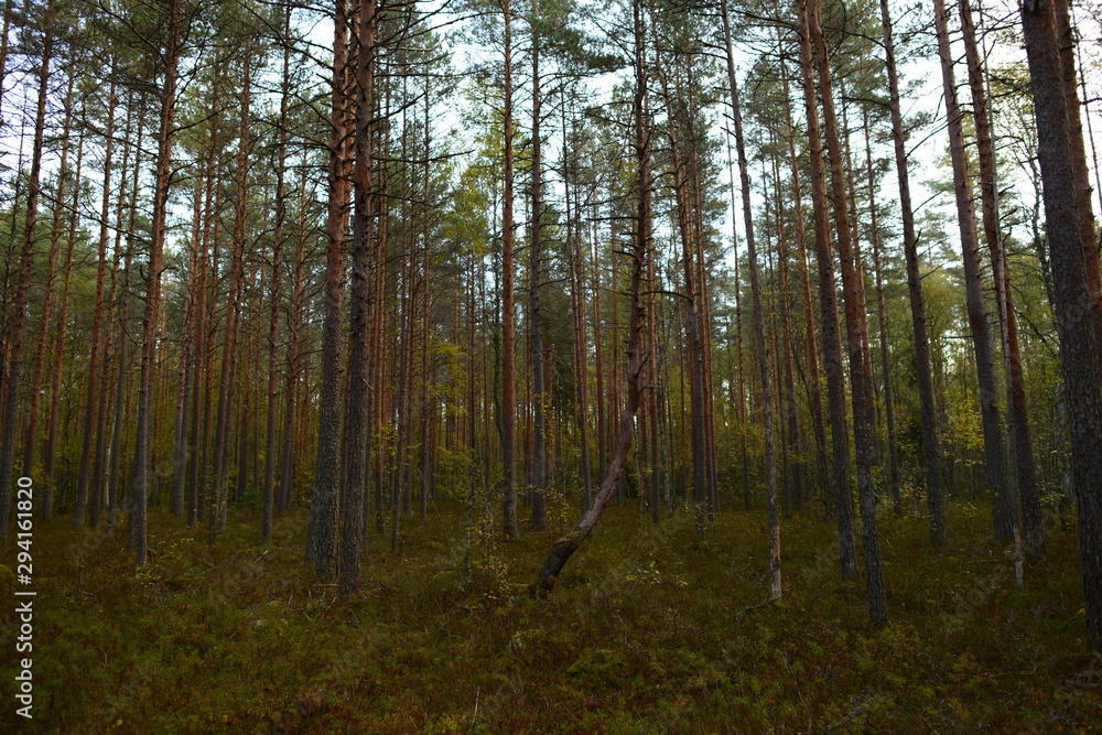 Fototapeta premium Autumn forest in rainy weather from beautiful slender pine trees