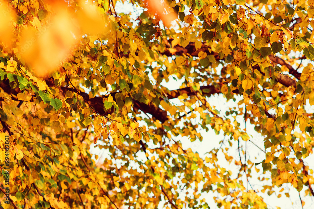 Sunlight yellow autumn tree in a park. Autumn weather. Autumn time change Sunlight yellow autumn tree in a park. Autumn weather. Autumn time change