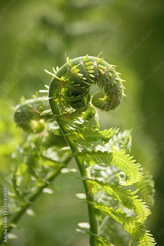 Fern sprout Fern sprout