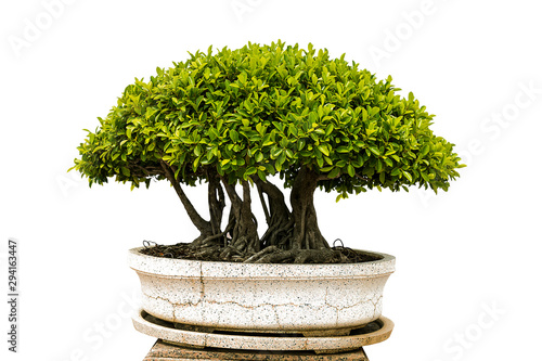 isolated bonsai tree on white background