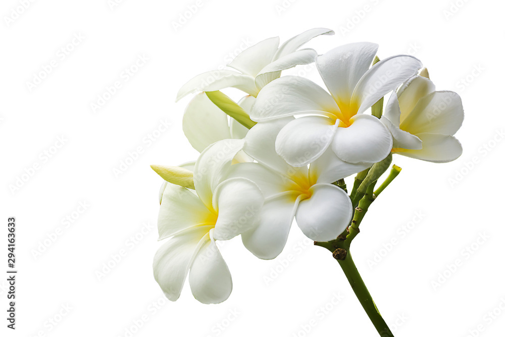 isolated frangipani flowers on white background