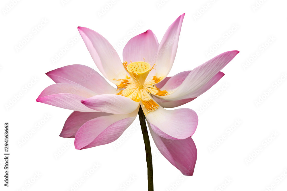 beautiful lotus on white background