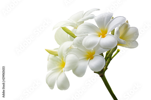 isolated frangipani flowers on white background