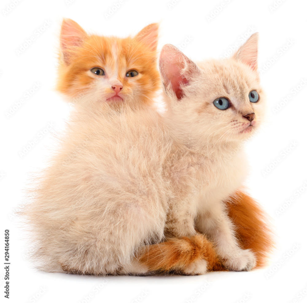 Two small kittens isolated.