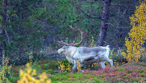 reindeer in its natural environment in scandinavia .Tromso Norway