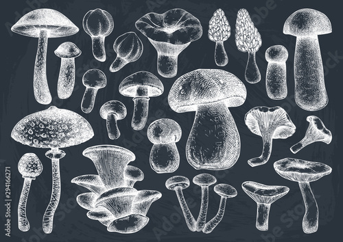 Edible mushrooms vector illustrations collection. Hand drawn food drawings. Forest plants sketches. Perfect for recipe, menu, label, icon, packaging, Vintage mushrooms outlines. 