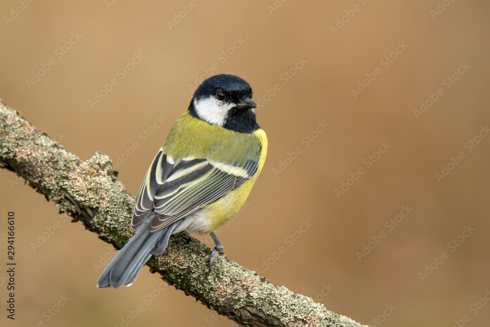 Fototapeta premium Single great tit sitting on tree branch