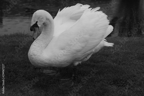 Black white close up royal white swan water on grass standing regally with orange yellow beak and black markings side on with feather wings back and webbed feet on ground in English countryside