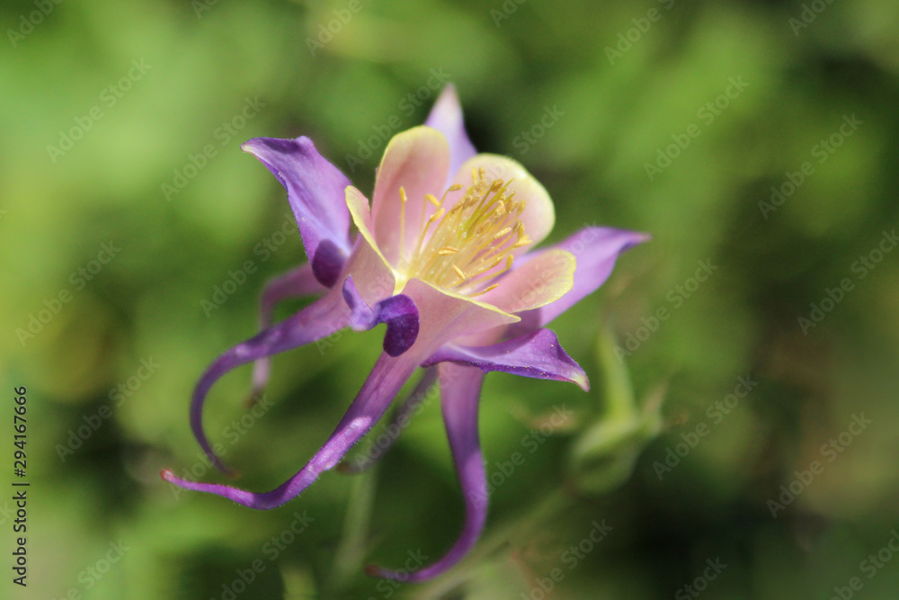 Purple columbine (Aquilegia canadensis). Wild columbine. Close up. Purple columbine (Aquilegia canadensis). Wild columbine. Close up.