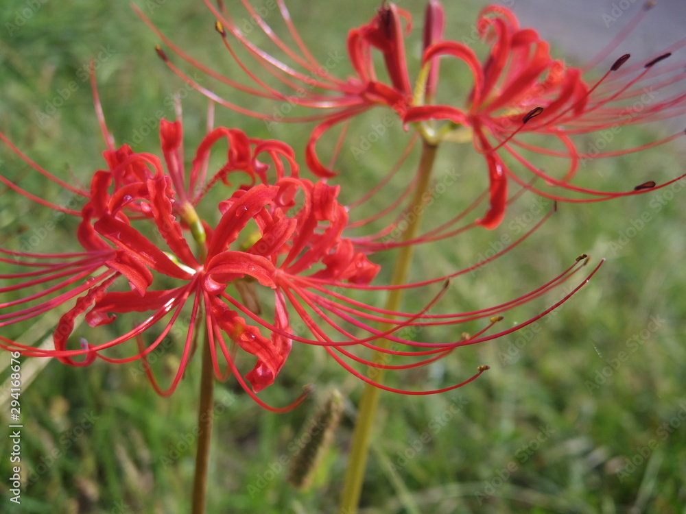 Close up of red spider lily flowers