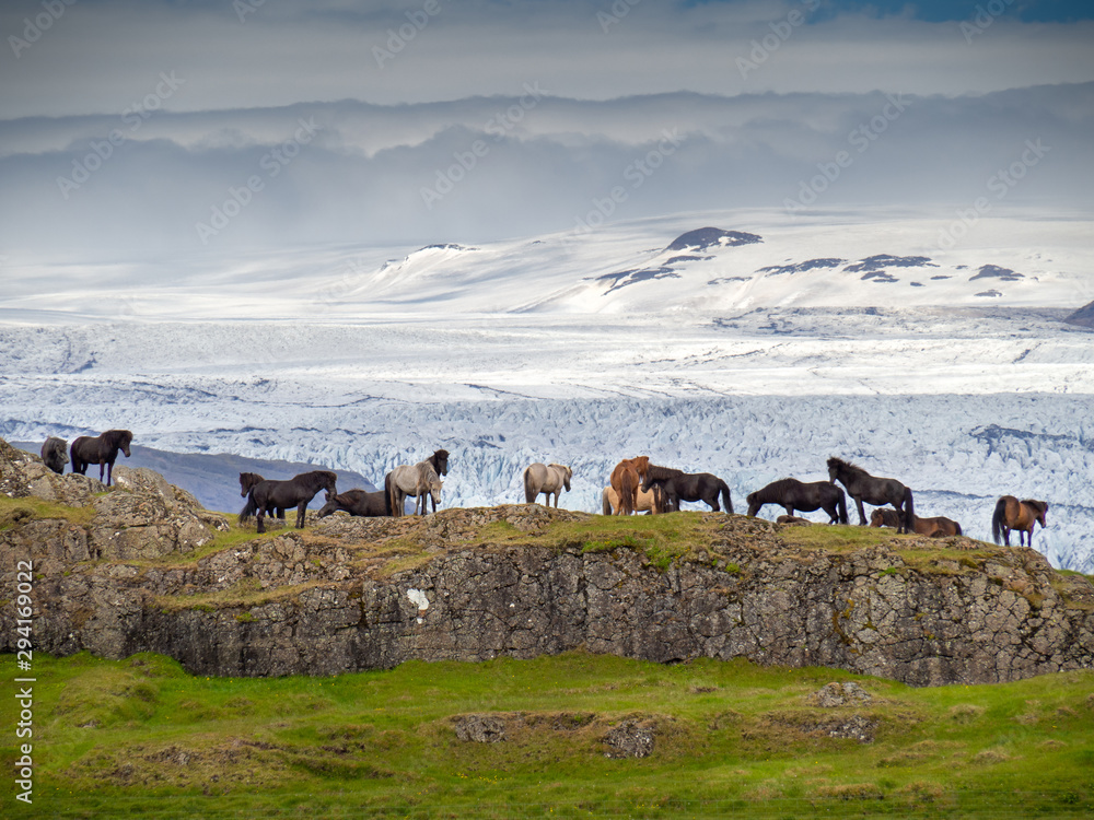 Herd of icelandic horses on the rocks next to the gasier