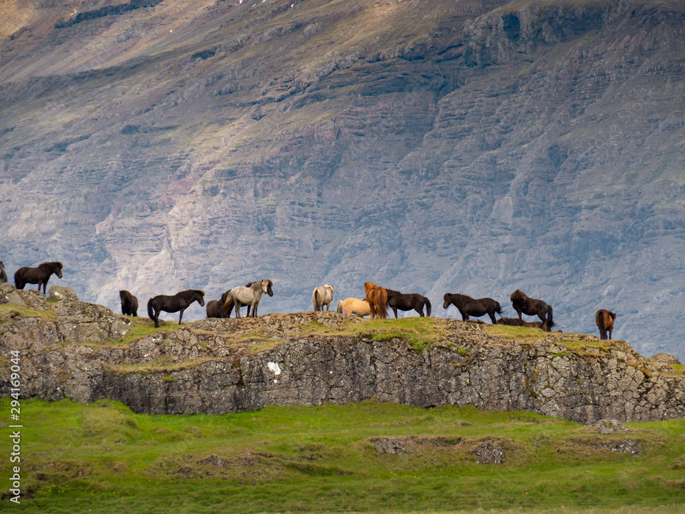 Herd of icelandic horses on the rocks next to the mountains