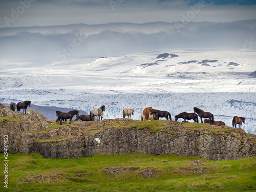 Obraz na płótnie Herd of icelandic horses on the rocks next to the gasier w salonie