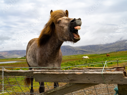 Portrait of an icelandic brown horse