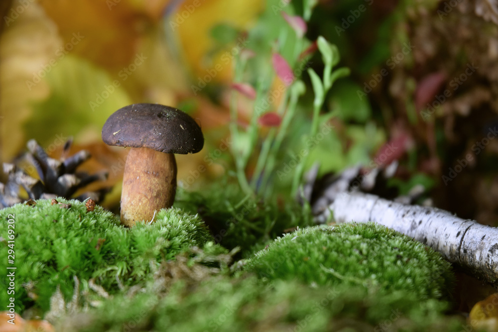 forest mushroom boletus bio organic forest mushroom boletus bio organic