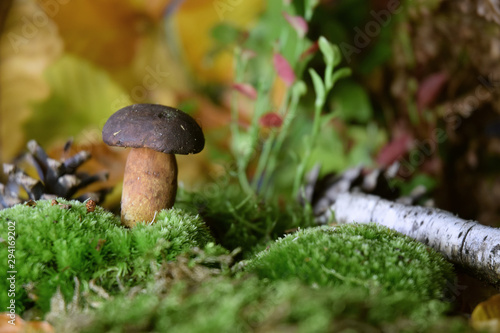 forest mushroom boletus bio organic