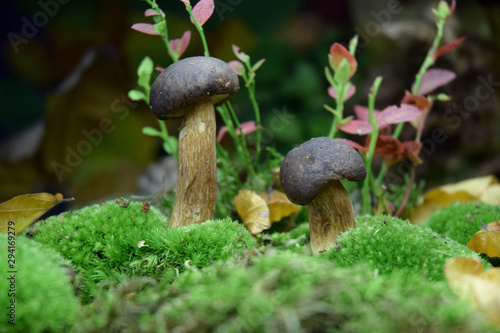 forest mushroom boletus bio organic