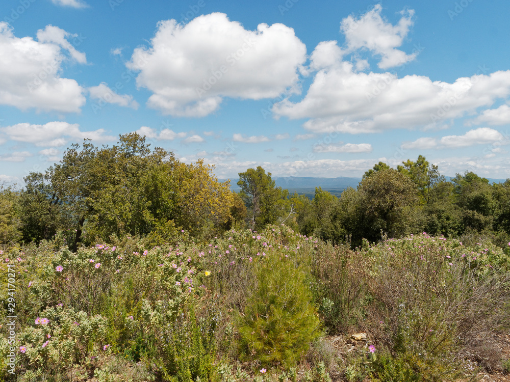 Paysage de Provence. Garrigue et végétation provençale le long de la route des Crêtes vers le Gros Bessillon