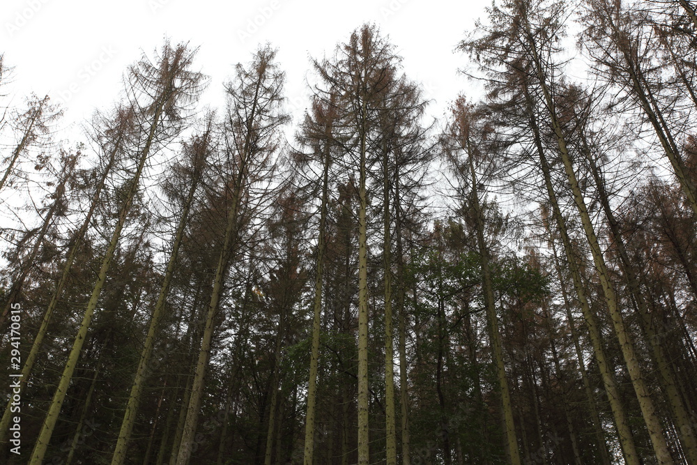 Obraz premium Waldsterben