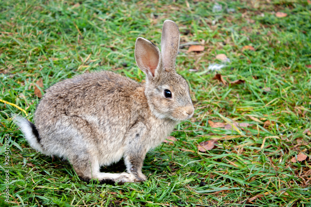 A light brown rabbit eats grass. A rabbit is sitting on the green grass. Rabbit among the grass on a summer day. A light brown rabbit eats grass. A rabbit is sitting on the green grass. Rabbit among the grass on a summer day.