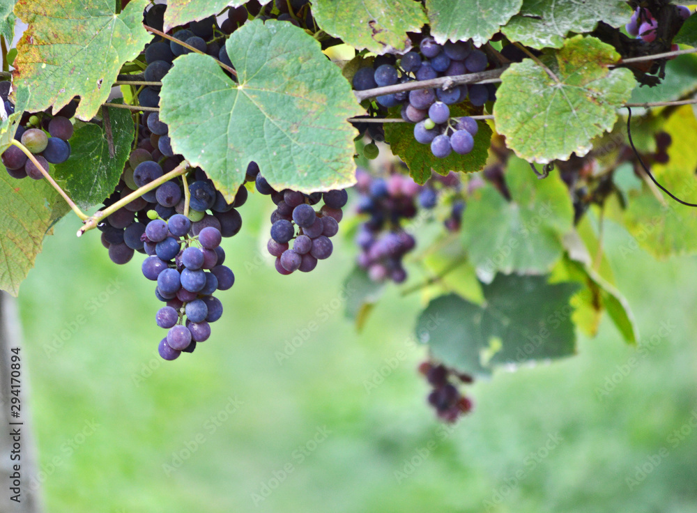 Ripe purple grapes hanging from grapevine, between green leaves with bookeh background