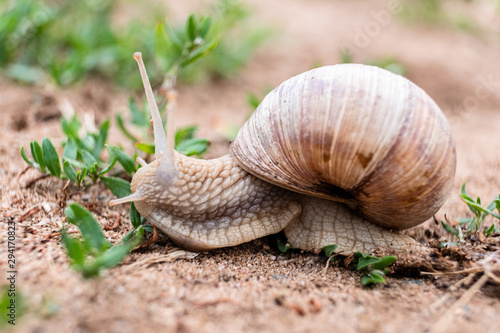 Garden snail