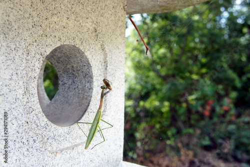 Insect hanging on a spider web