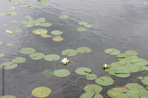 Lotus leaf and lotus flower floating in the pond