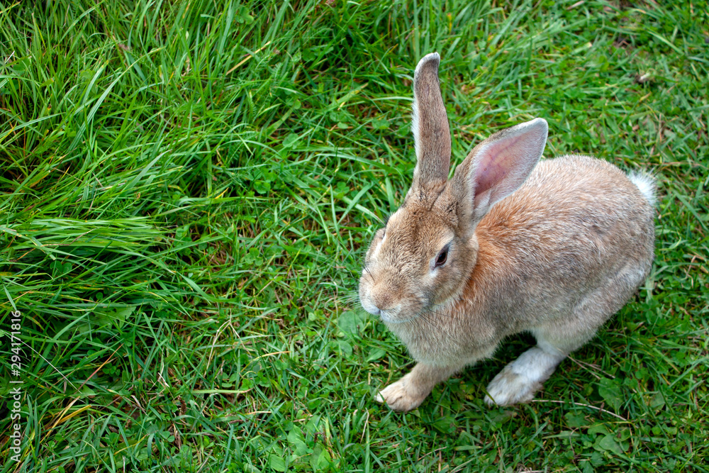 Fototapeta premium A light brown rabbit eats grass. A rabbit is sitting on the green grass. Rabbit among the grass on a summer day.