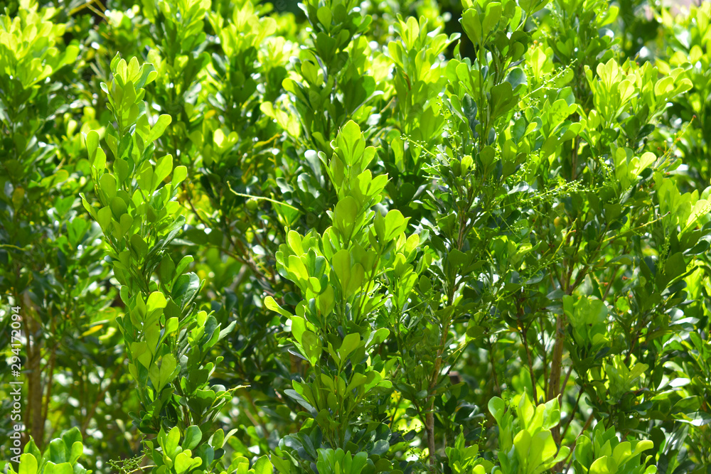 background of green leaves background of green leaves