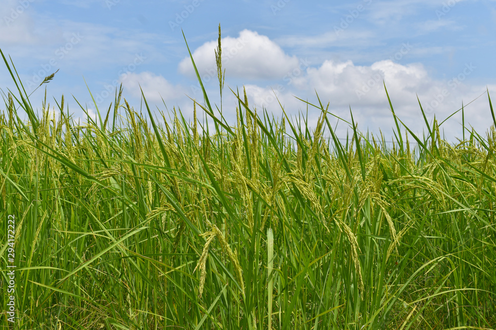 Obraz premium green grass and blue sky