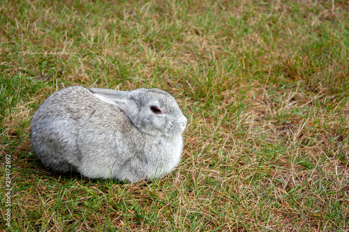A light brown rabbit lies on the grass. A rabbit is sitting in the green grass. Lone rabbit among the grass on a summer day. Top view on a light brown rabbit.