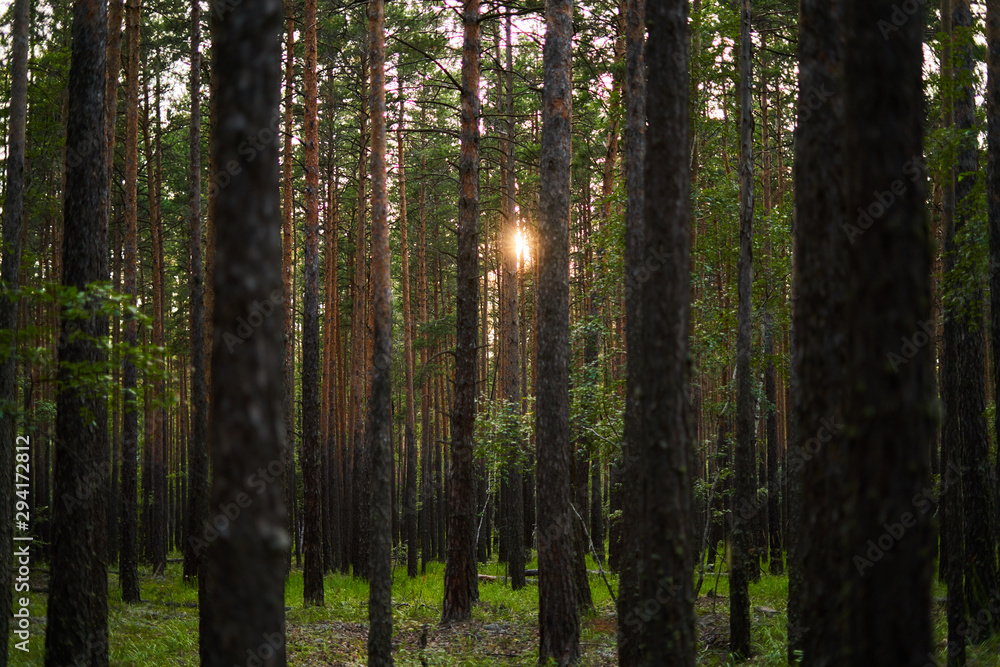 Thick pine forest - Burabay, Northern Kazakhstan