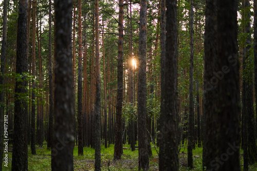 Fototapeta Naklejka Na Ścianę i Meble -  Thick pine forest - Burabay, Northern Kazakhstan