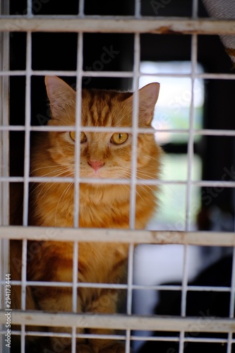 cat in cage © Putt_1983