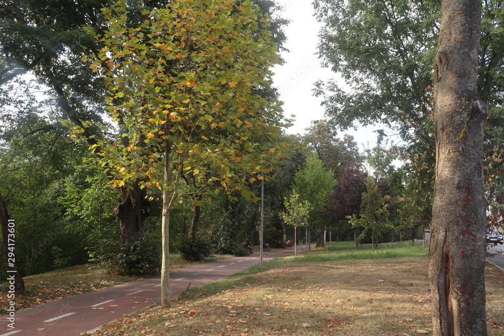 Naklejka premium The trees