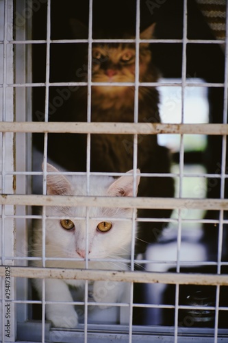 cat in cage