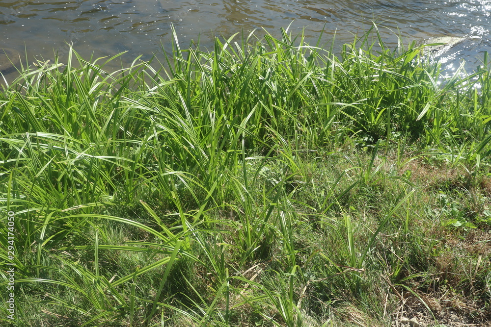 Fototapeta premium The grass