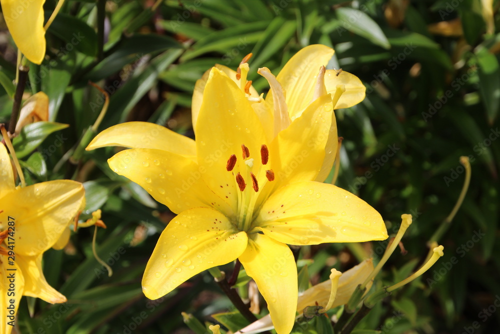 Fototapeta premium Yellow Lily In Bloom, U of A Botanic Gardens, Devon, Alberta