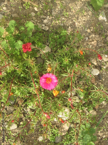 The beautiful two flowers