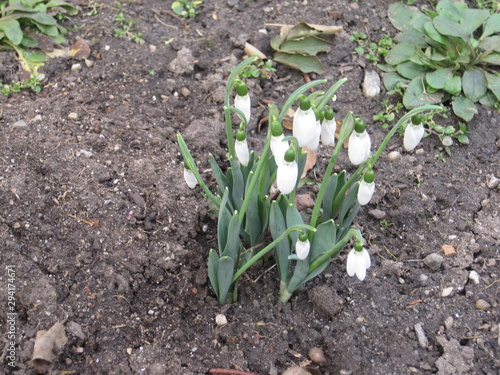 The many white snowdrops