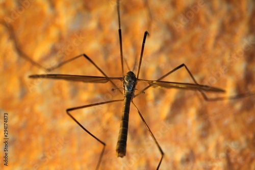 Macro closeup of isolated gnat (tipulidae, cranefly) sitting on orange yellow colored wall - Germany