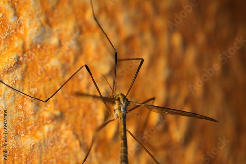 Macro closeup of isolated gnat (tipulidae, cranefly) sitting on orange yellow colored wall - Germany © Ralf