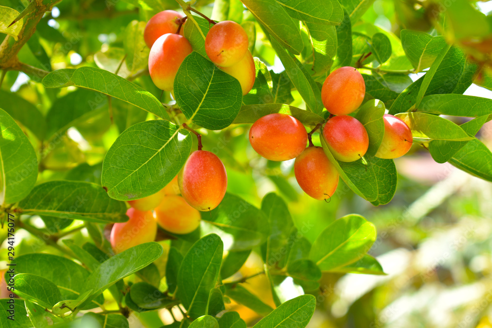 Miracle fruit tree is a herbal fruit.
