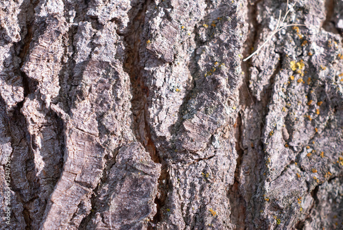 texture Pine tree bark macro photo