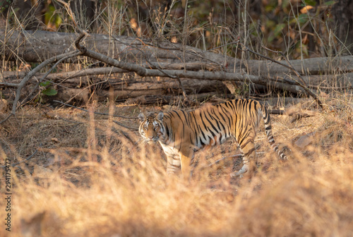 Tigress goiung to a waterhole at  Pench National Park Madhya Pradesh India Asia