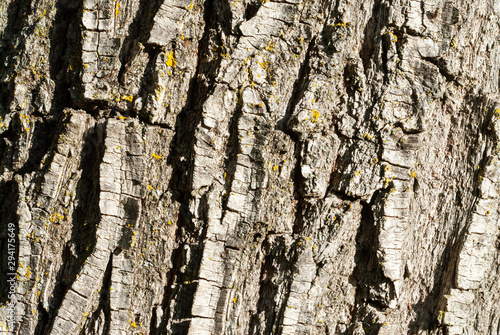 texture Pine tree bark macro photo