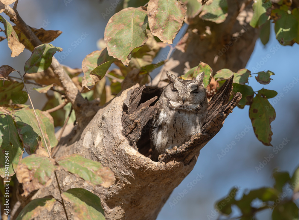 Collared Scopes Owl  at Pench National Park,Madhya Pradesh,India,Asia
